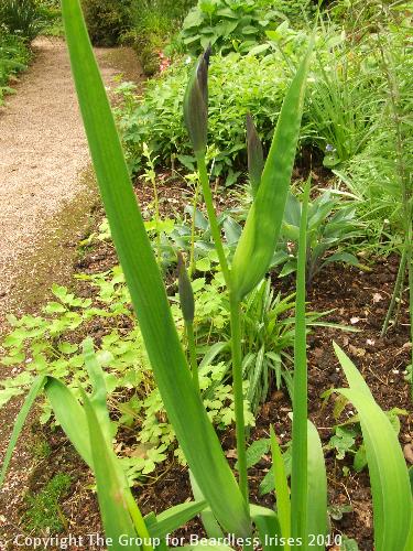 Knightshayes (45)